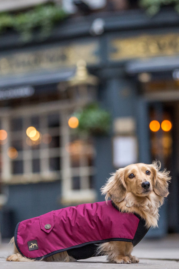 Dachshund coat with outlet harness hole