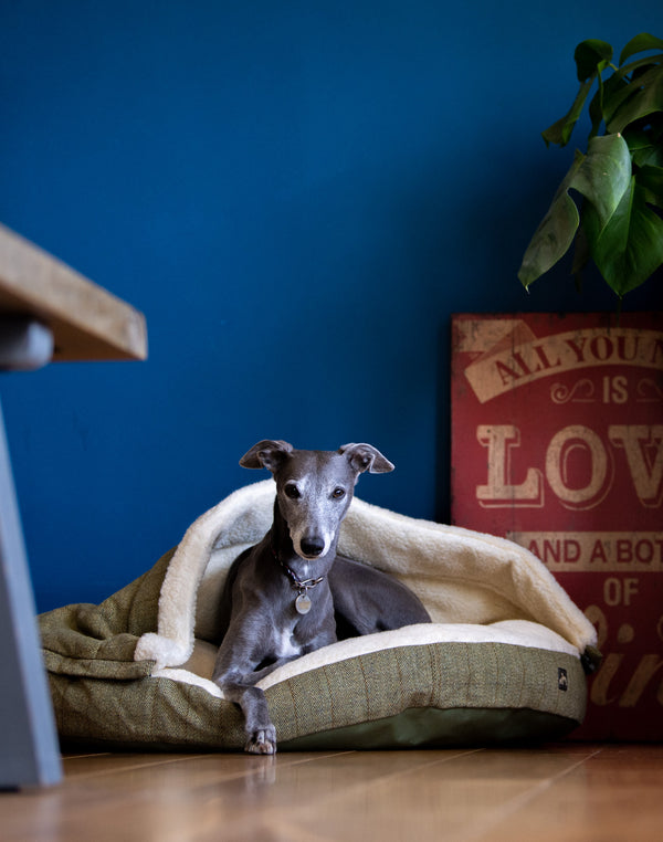 Best dog beds for whippets best sale